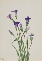 Gentian Gentiana holopetala, 1936.
