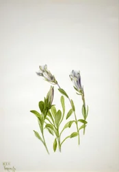 Gentian Gentiana newberry, 1938.