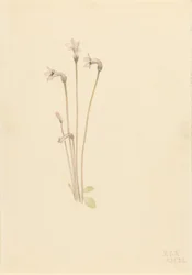Haamuputki (Thalesia uniflora)