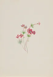 Gilia linanthus parviflorus, n. 1900-1930.