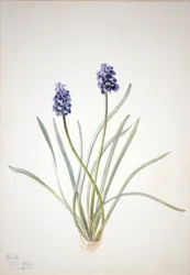 Rypälehyasintti (Muscari racemosum)