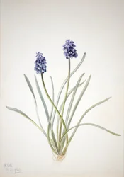 Rypälehyasintti Muscari racemosum, 1920.