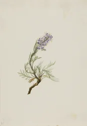 Harmaa fakelia (Phacelia sericea)