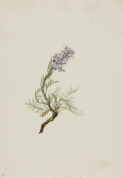 Harmaa Phacelia Phacelia sericea, 1911.