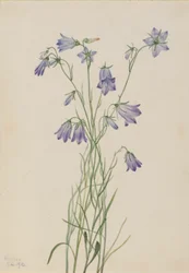 Harebell (Campanula rotundifolia)