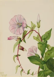 Pensasruoho (Calystegia (Convolvulus) sepium)