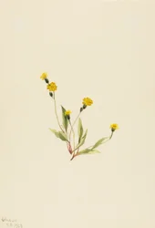 Heieracium gracile, 1903. finlandès