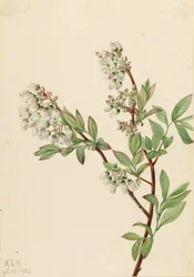 Mustikka (Vaccinium corymbosum) (Highbush Blueberry)