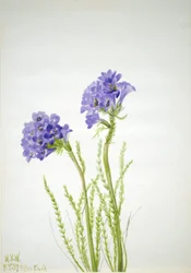 Jaakobin tikkaat (Polemonium viscosum)