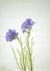 Jaakobin tikkaat Polemonium viscosum, 1937.