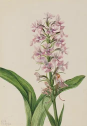 Suuri Purppura Fringe-Orchid (Habenaria grandiflora)