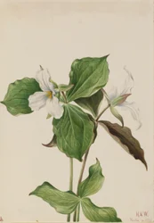Suuri Valkoinen Trillium (Trillium grandiflorum)