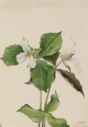 Suuri valkoinen trillium Trillium grandiflorum, 1923.