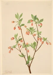 Menziesea (Menziesea glabella)