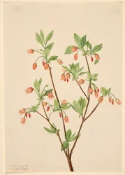 Menziesea Menziesea glabella, 1907.