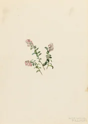 Vuorikarpalo (Vaccinium vitisidaea minus)