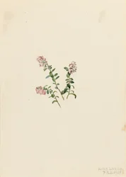 Vuorikarpalo Vaccinium vitisidaea minus, 1907.