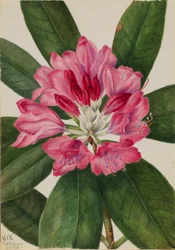 Mountain Rose-Bay (Rhododendron catawbiense)