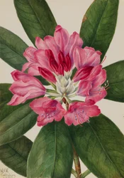 Mountain Rose-Bay Rhododendron catawbiense, 1932.