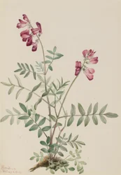 Pohjoinen Hedysarum (Hedysarum boreale)