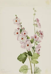 Oranssisilmäinen pallomaruna (Sphaeralcea davidsonii)