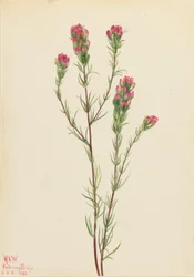 Pöllöapila (Orthocarpus tenuifolius)