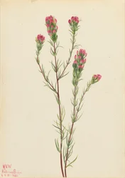 Pöllöapila Orthocarpus tenuifolius, 1923.