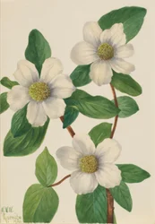 Tyynenmeren koiranheinä (Cornus nuttallii)