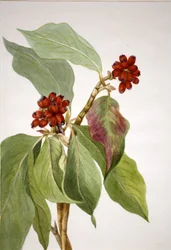 Tyynenmeren koiranheinä (Cornus nuttallii)