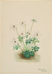 Pansy Violet (Viola pedata)