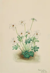 Pansy Violet Viola kulutuspinta, 1919.