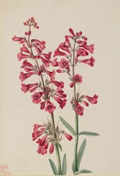 Parryn Penstemon (Penstemon parryi)