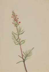 Pedicularis bracteosa, n. 1917-1918.