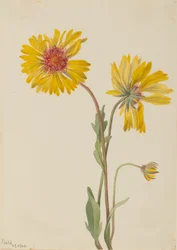 Monivuotinen Gaillardia (Gaillardia aristata)