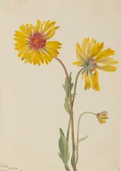 Monivuotinen Gaillardia Gaillardia aristata, 1904.