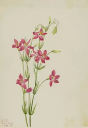 Vaaleanpunainen Centaurium (Centaurium venustum)