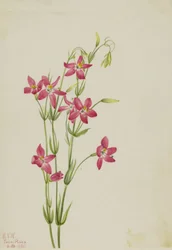 Vaaleanpunainen Centaurus Centaurus venustum, 1925.
