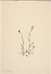 Vaaleanpunainen kirppis (Erigeron jucundus)