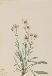 Pink Fleabane Erigeron caespitosus, 1921. finlandez