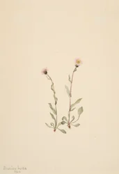 Pink Fleabane Erigeron jucundus, 1904.