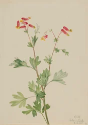 Vaaleanpunainen Fumeroot (Capnoides sempervirens)