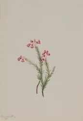 Vaaleanpunainen kanerva (Phyllodoce empetriformis)