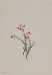 Pink Heather Phyllodoce empetriformis, 1901.