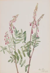 Vaaleanpunainen Hedysarum (Hedysarum americanum)