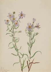 Prairie Aster Aster campestris, 1923.