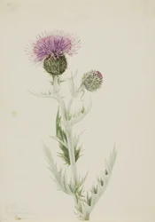 Preeria ohdake (Cirsium undulatum)