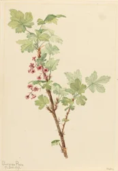 Piikikäs herukka (Ribes lacustre)