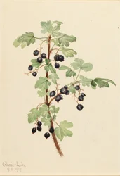 Prickly Currant Ribes -järvi, 1919.