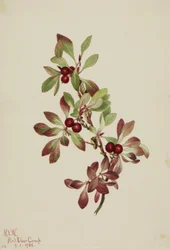 Jäkälämarja (Arctous alpina)