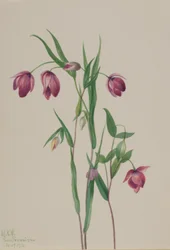 Purppura Keiju Lyhty (Calochortus anoenum)